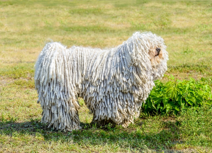 un komondor dans l'herbe de profil