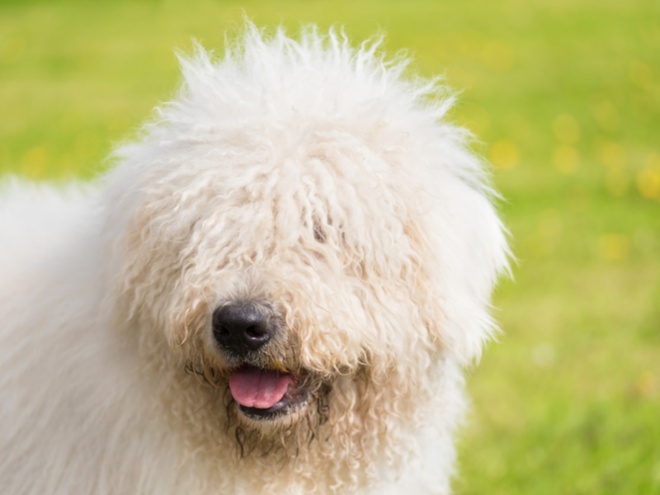 Un Komondor blanc