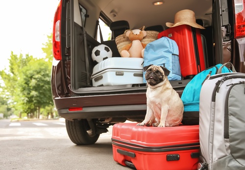 Pug sitting on a suitcase in front of a van being loaded with luggage