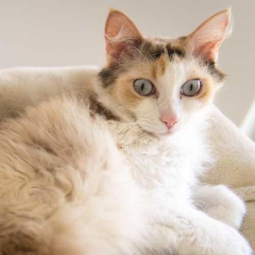 A LaPerm relaxing in its bed