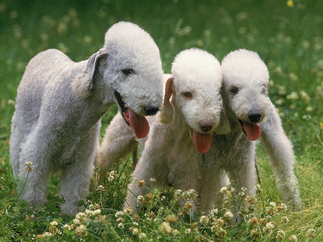 Trois chiens Bedlington terrier blancs