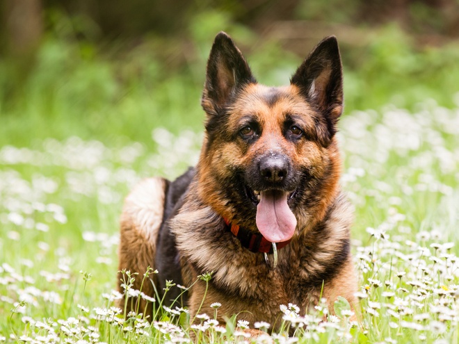 Un Berger Allemand dans l'herbe