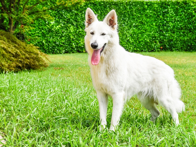 Un Berger blanc suisse dans un jardin