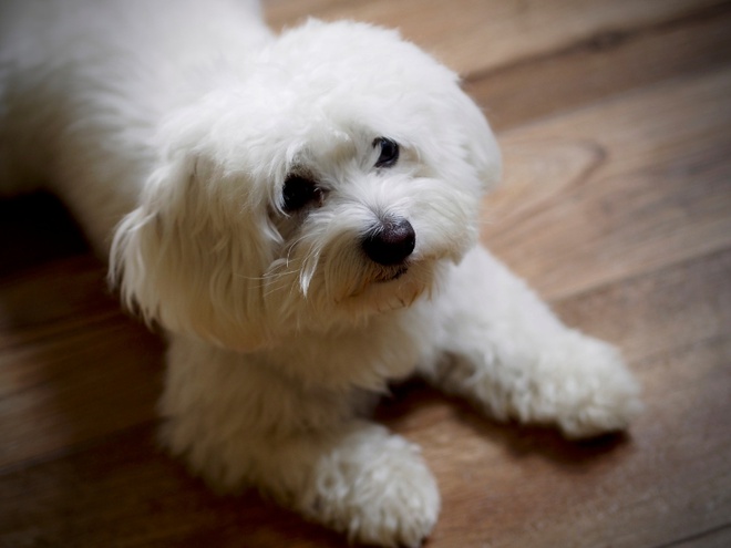 Un Bichon Maltais couché au sol