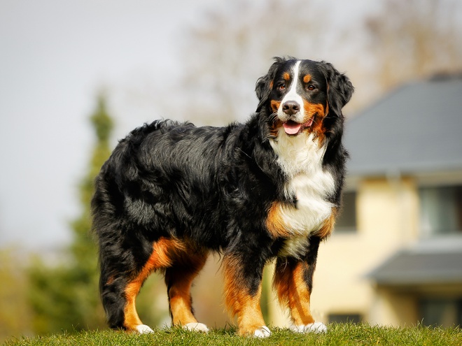 Un Bouvier Bernois prend la pose devant une maison