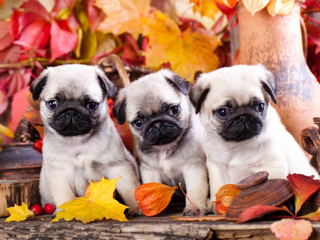 Trois Carlins au milieu des feuilles d'automne