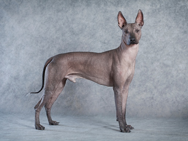Un Chien nu du Pérou qui prend la pose