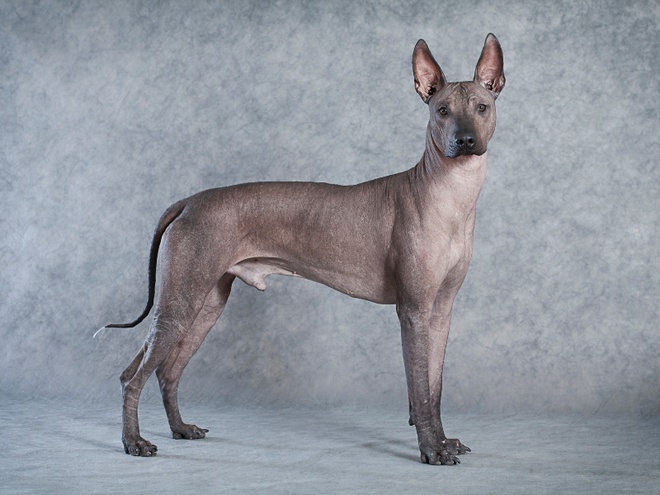 Un Chien nu du Pérou qui prend la pose