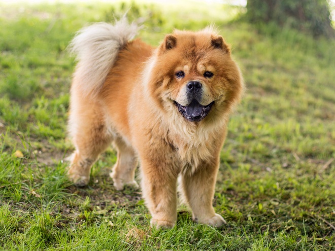 Un Chow Chow dans l'herbe