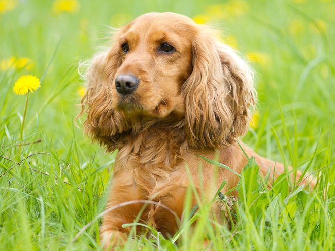 Un Cocker Anglais allongé dans des herbes hautes
