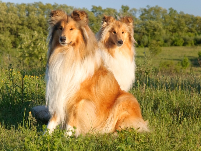 Deux chiens Colley assis ensemble