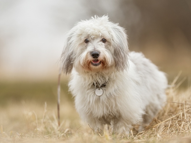 Un Coton de Tuléar dans la nature