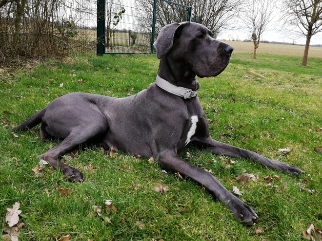 Un Dogue Allemand noir allongé dans l'herbe