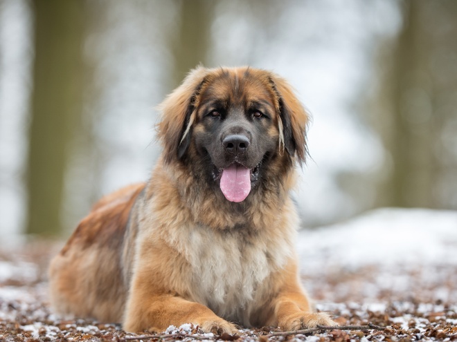 Un Leonberg dans une forêt enneigée