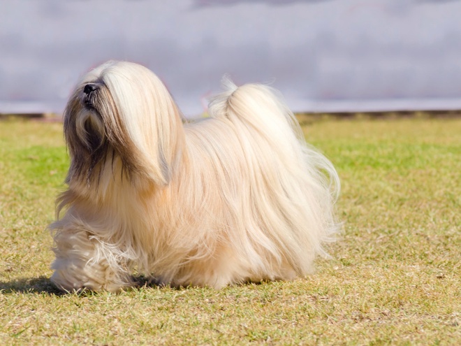 Un Lhassa Apso qui marche