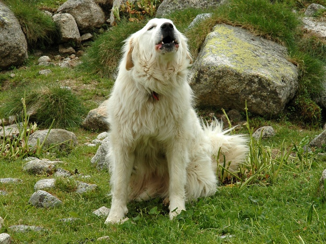 Un Patou blanc assis en montagne