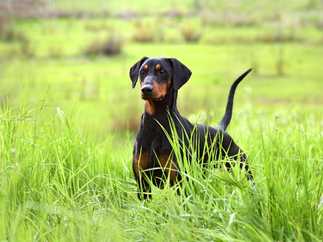 Un Pinscher allemand dans des herbes hautes