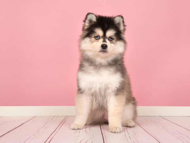 Un Pomsky assis prend la pose