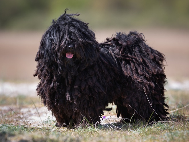 Un Puli noir dans la nature