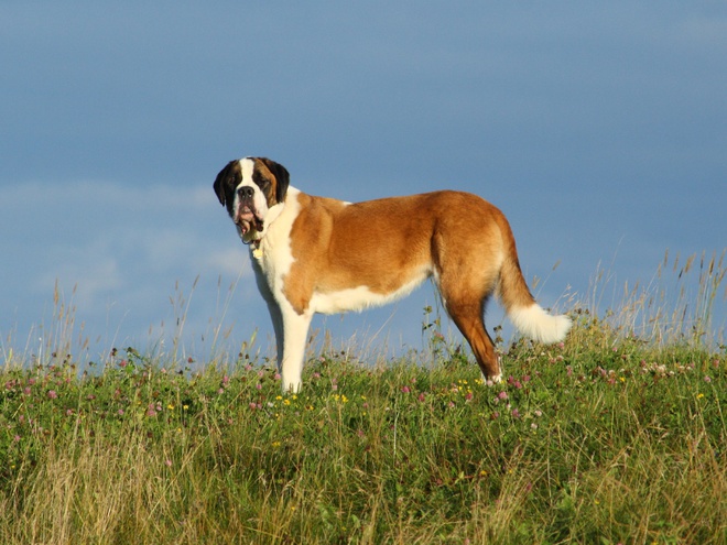 Un Saint Bernard en nature