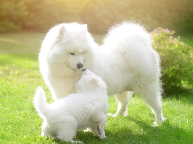 Un Samoyède blanc et son chiot