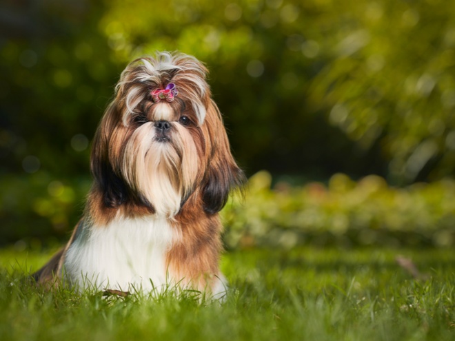 Un Shih Tzu assis dans l'herbe