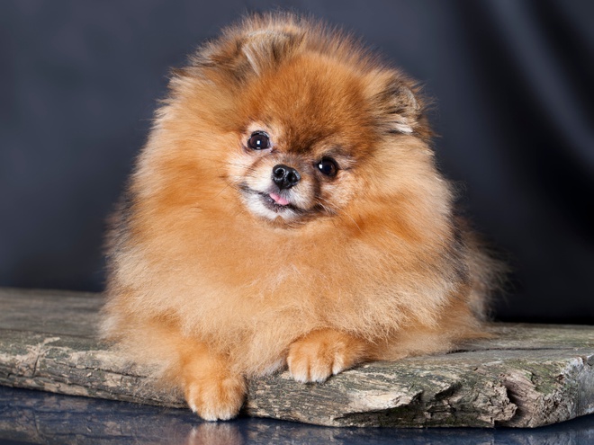Un joli Spitz Nain allongé