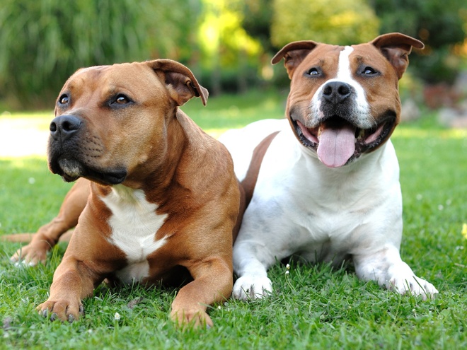 Deux Staffordshire Bull Terrier, un blanc et un marron