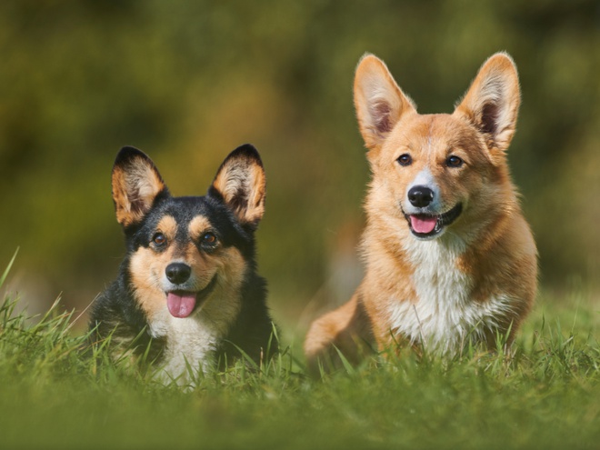 Deux Welsh Corgis Pembroke dans l'herbe