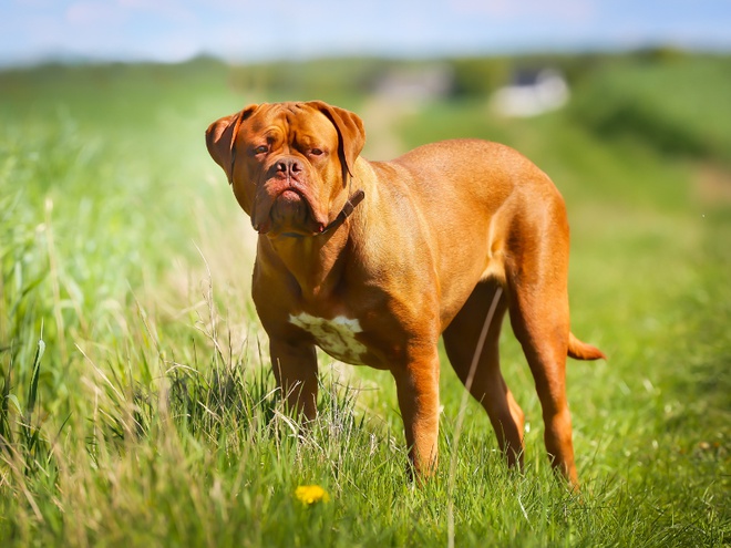 Un dogue de Bordeaux marron