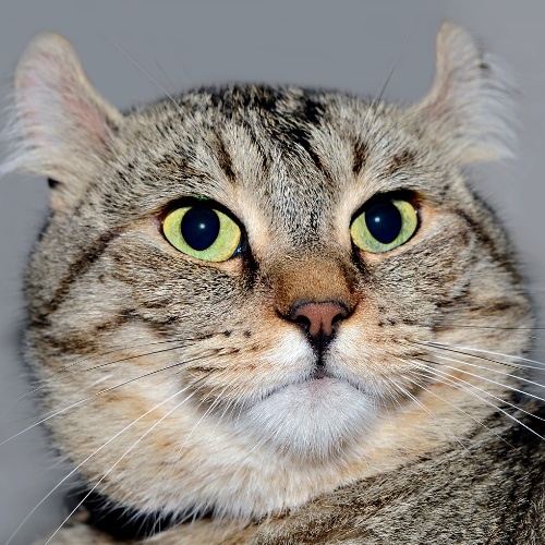 Portait d'un chat lynx