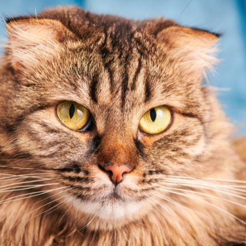 Portrait d'un beau chat Highland Lynx aux yeux jaunes