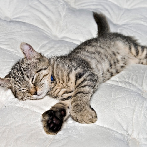 Un beau chaton Lynx allongé sur une couverture