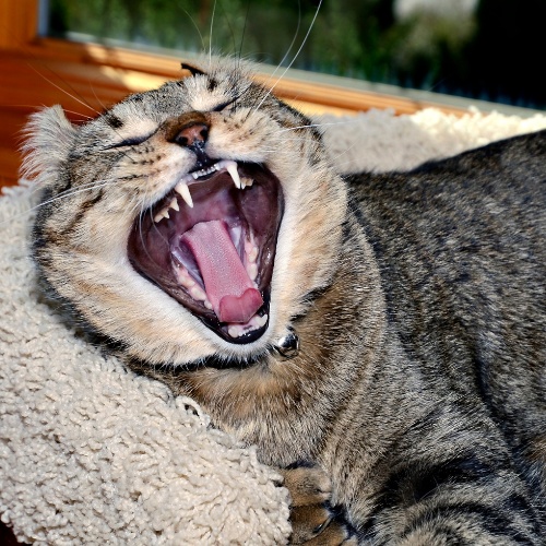 Un chat lynx qui ouvre grand la gueule