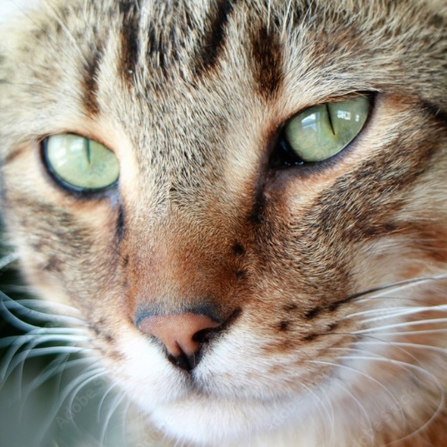 Portrait d'un highland lynx