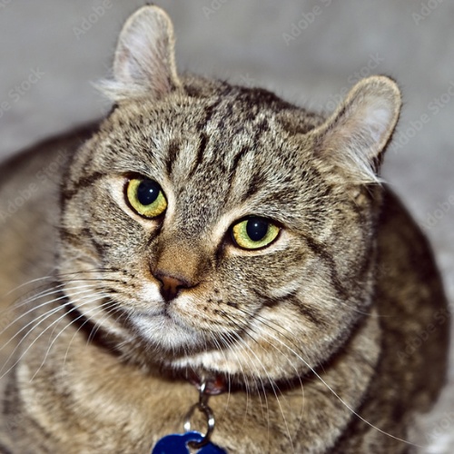 Un beau chat Lynx allongé avec son collier