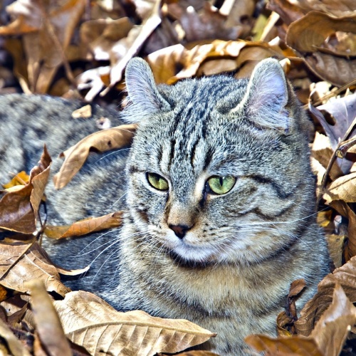 Un Highland Lynx allongé dans des feuilles mortes