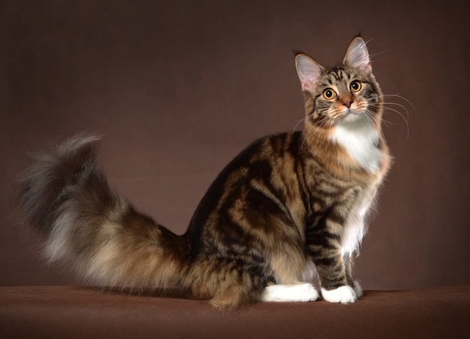 Eine sitzende Maine Coon