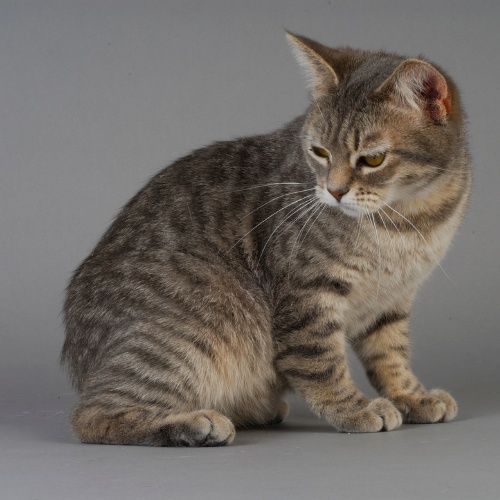 A seated Manx