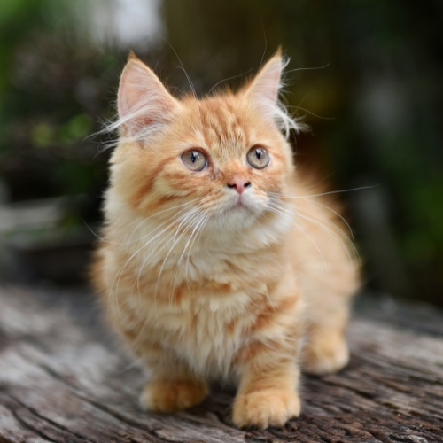 A lovely clear Munchkin