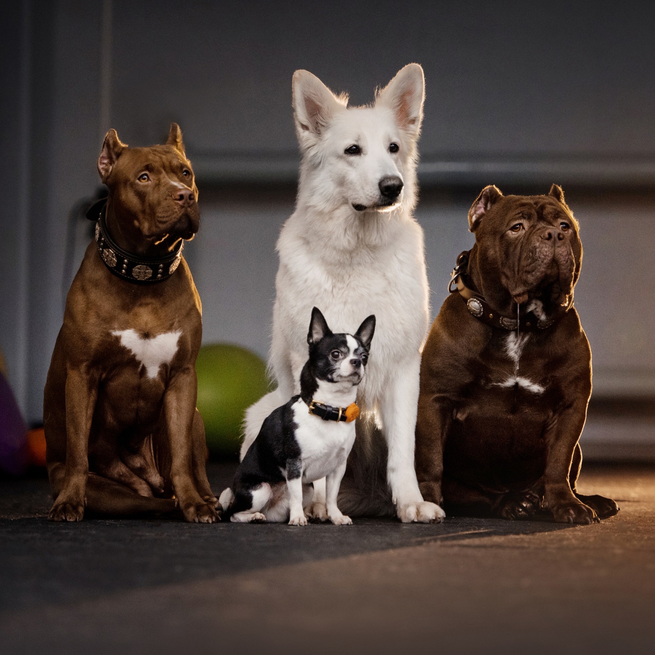 quatre chiens de differentes races