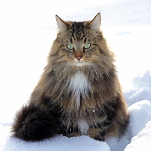 A Norwegian Forest cat sitting in the snow