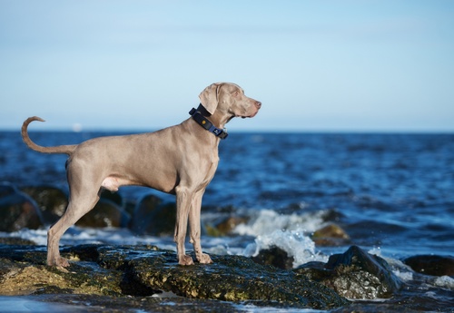GPS dog collar - Weenect XT | With Julius-K9 Blue Collar
