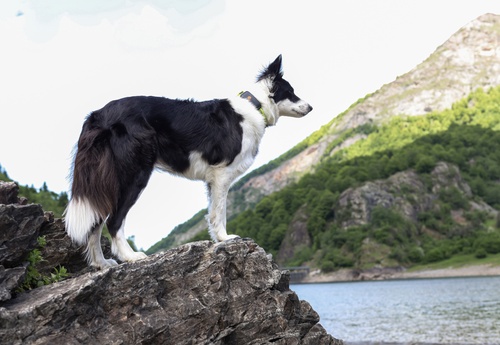 GPS dog collar - Weenect XT | With Julius-K9 Yellow Collar