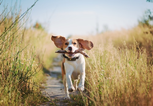 GPS dog collar - Weenect XT | With Julius-K9 Black Collar