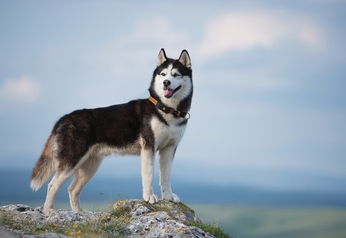 GPS dog collar - Weenect XT | With Julius-K9 Orange Collar