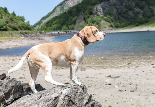 GPS dog collar - Weenect XT | With Julius-K9 Red Collar