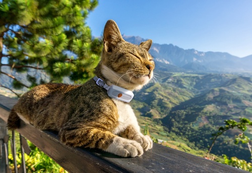 GPS cat collar - Weenect XS - White | Mini GPS