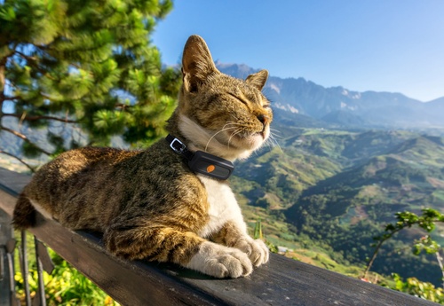 GPS cat collar - Weenect XS - Black | Mini GPS