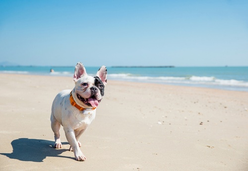 GPS dog tracker - Weenect XS - White | Mini GPS